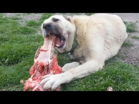 The Devastating Bite Force of Kangal Shepherds: Unleashing the Power of ...