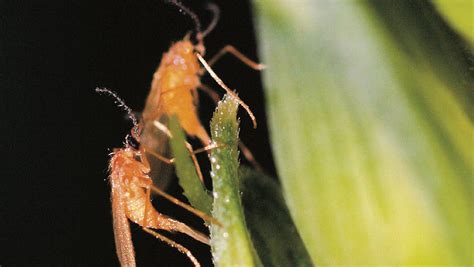 How To Monitor And Treat The Most Troublesome Crop Pests Farmers Weekly