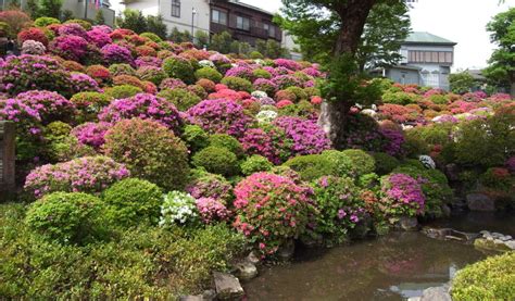 Nezu Shrine Azalea Festival, Early Apr–Early May, 2021 | Tokyo Cheapo