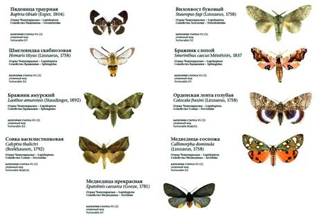 Определитель бабочек: как различить виды бабочек