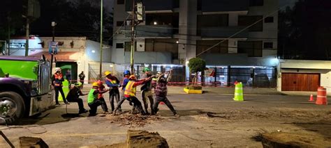 Saneamiento Y Sustituci N Del Arbolado En Riesgo