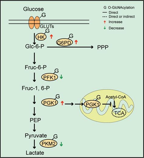 O Glcnacylation Is A Key Regulator Of Multiple Cellular Metabolic