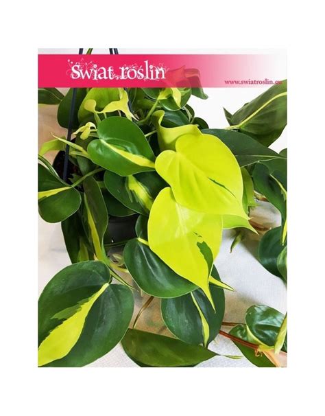 Filodendron Brasil Philodendron Świat Roślin sklep z roślinami