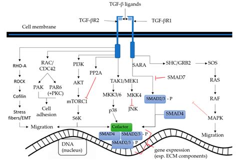 Transforming Growth Factor Signaling In A Nutshell Canonical Smad