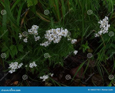 Great Trip To Kamchatka. the Beauty of Nature Stock Photo - Image of ...