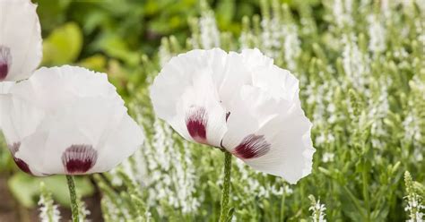 Papaver orientale Perry s White Türkischer Mohn