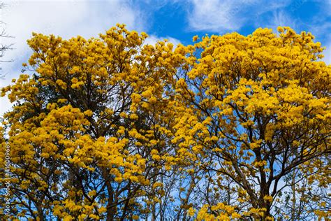 Rbol Lapacho En Flor Flor De Lapacho Amarillo Misiones Flores