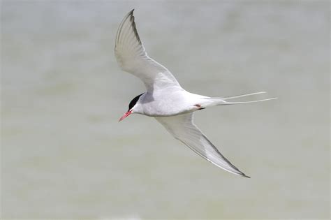 arctic tern, Arctic, Tern, Bird Wallpapers HD / Desktop and Mobile
