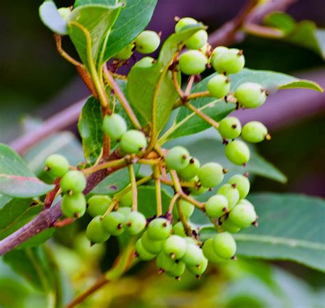Top 104+ Pictures Pictures Of Wild Berries Latest