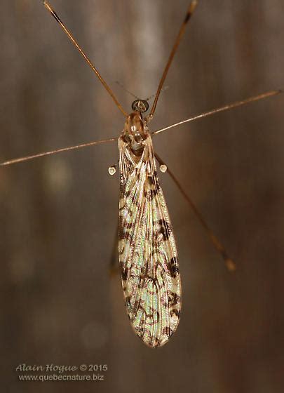 Limonia Limonia Annulata Bugguide Net