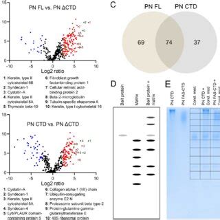 Pull Down And Label Free Quantification Using Lcms Ms Identified