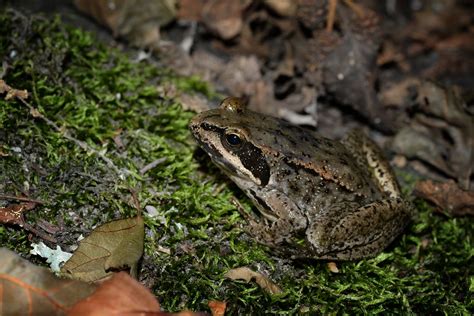 Rana Iberica Iberian Stream Frog In Spain Alexandre Roux Flickr