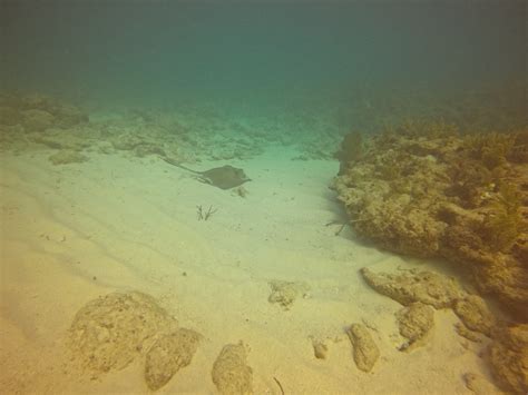 Padi Rescue Diver Course Key Largo Dcim Gopro Gopr Flickr