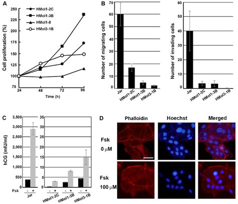 Assays to determine cell proliferation, migration, invasion, human ... 
