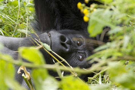 Uganda Wildlife Tariff Revised | Emerging Destinations