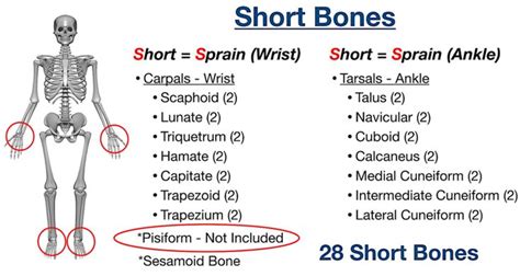 bone types examples short human body skeletal system carpal tarsal ...