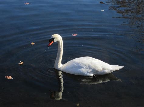 Swam in the Lake II Photograph by Queenie Wong - Fine Art America