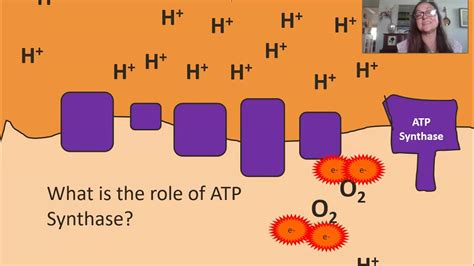 43 Oxidative Phosphorylation Diagram Mastering Biology