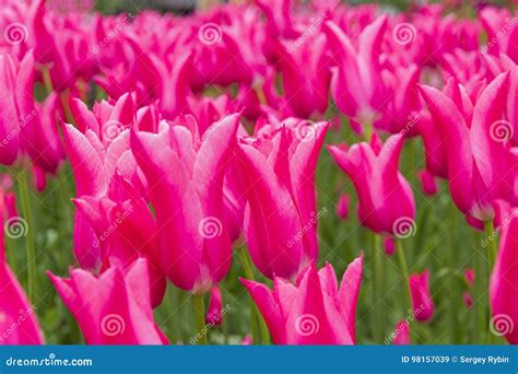 Tulips Of The Mariette Species Stock Image Image Of Floristics