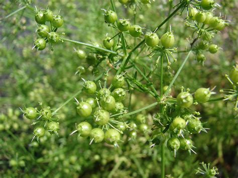 Coriander (Cilantro) | Diseases and Pests, Description, Uses, Propagation