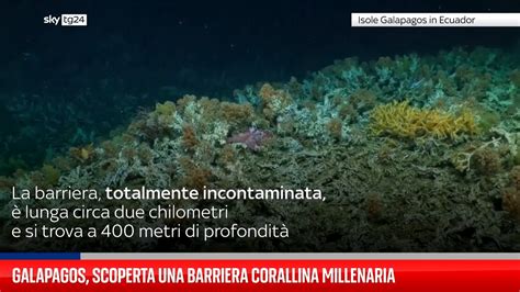 Galapagos Scoperta Una Barriera Corallina Millenaria YouTube