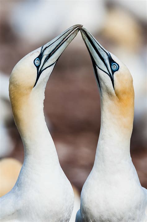 Northern Gannet Pair Morus Bassanus Morus Bassanus Pair Flickr