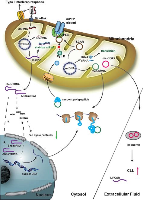 Frontiers Mitochondria Encoded Non Coding RNAs In Cell Physiology