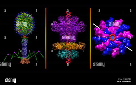 Bacteriophage T4