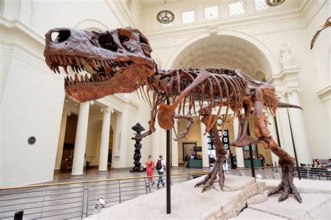 First ever baby T. rex fossil may actually be a different species - The ...