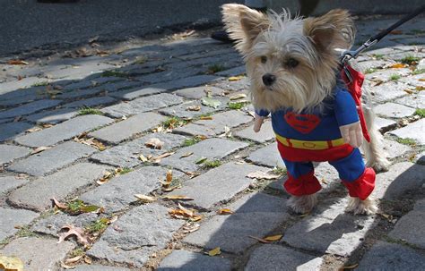 Halloween Dog Parade 2022 – Get Halloween 2022 News Update