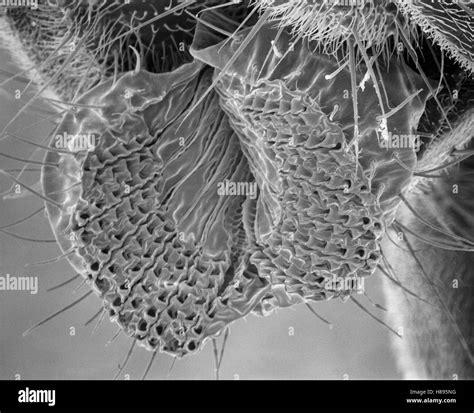 Fruit Fly Drosophila Melanogaster SEM Close Up View Of Proboscis At