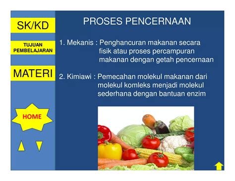Perbedaan Pencernaan Mekanik Dan Kimiawi 1