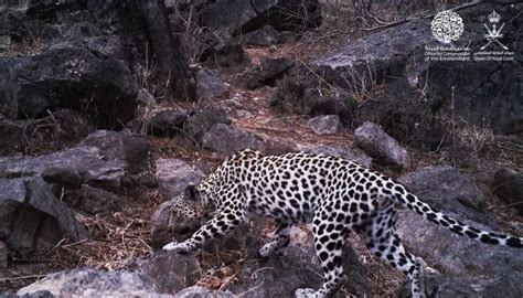 Arabian Leopard spotted in Oman | Times of Oman - Times of Oman