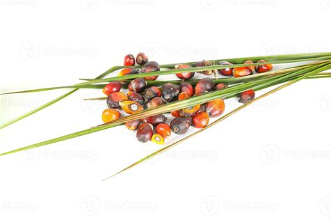 Oil Palm Fruit Product 24331850 Stock Photo at Vecteezy