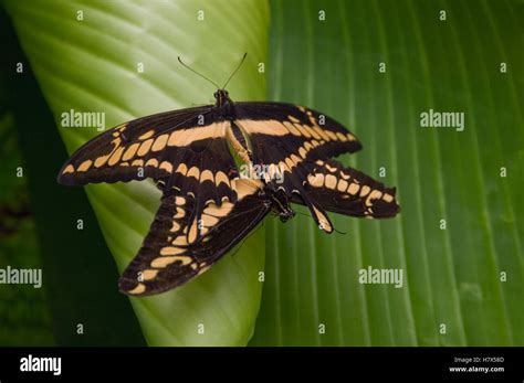 thoas swallowtail papilio thoas butterfly pair mating ecuador stock