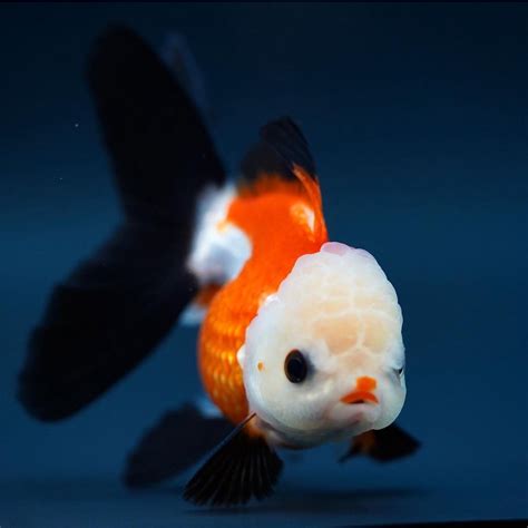 jual ikan mas koki oranda panda tricolor fancy oranda panda tricolor
