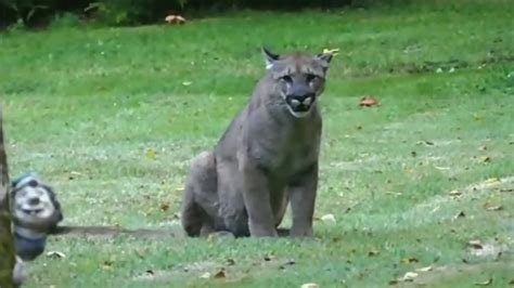 Cougar Spotted Lurking At Elk Lake Park Prompts Police Warning Ctv