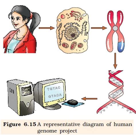 Ncert Class Xii Biology Chapter Molecular Basis Of Inheritance