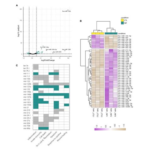 Changes In Mirna Expression Upon Infection Of Hela Cells A Heatmap