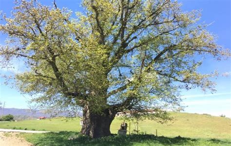 Greece Boasts One of the Oldest Oak Trees in Europe - GreekReporter.com