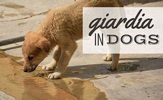 Giardia In Dogs: Symptoms, Treatment, Prevention & More