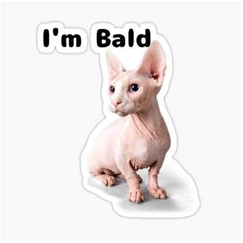 "Meme bald cat" Sticker by HappiPets | Redbubble