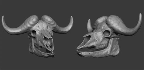 African Cape Buffalo skull - ZBrushCentral