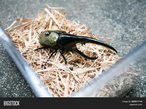 Large Male Hercules Image & Photo (Free Trial) | Bigstock