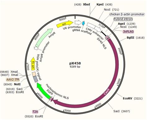 CRISPR CAS9质粒套装 pX458 GFP 和 pX459 V2 0 puro q 浩格生物科技有限公司