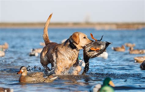 Beginning E Collar Training Techniques | Great Days Outdoors