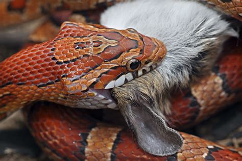 The 12 Animals Of The Chinese Zodiac Snake Cgtn