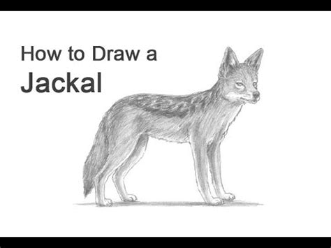 Jackal Drawing Choose your favorite jackal drawings from millions of ...