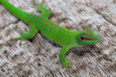 Giant Day Gecko Phelsuma Grandis Giant Day Geckos Have B Flickr