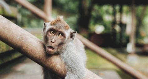 50 Fascinating Facts About Apes And Monkeys Artofit